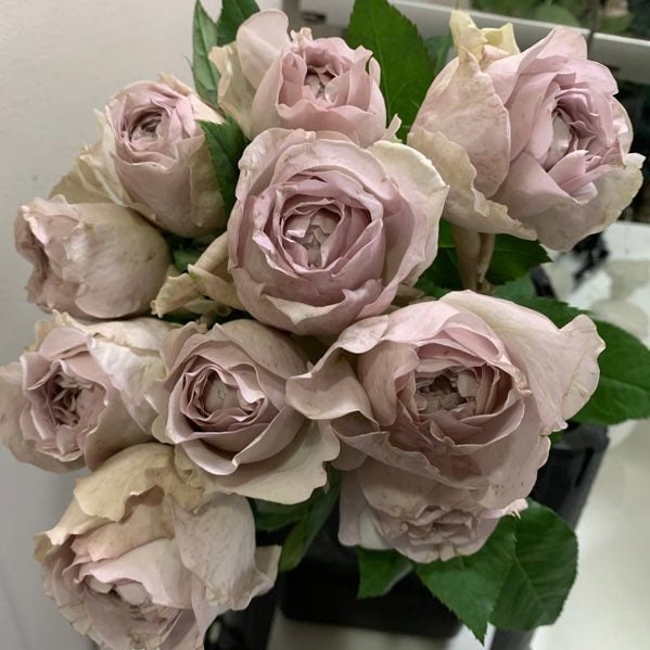 Charity Towa Rose - Kate Roses