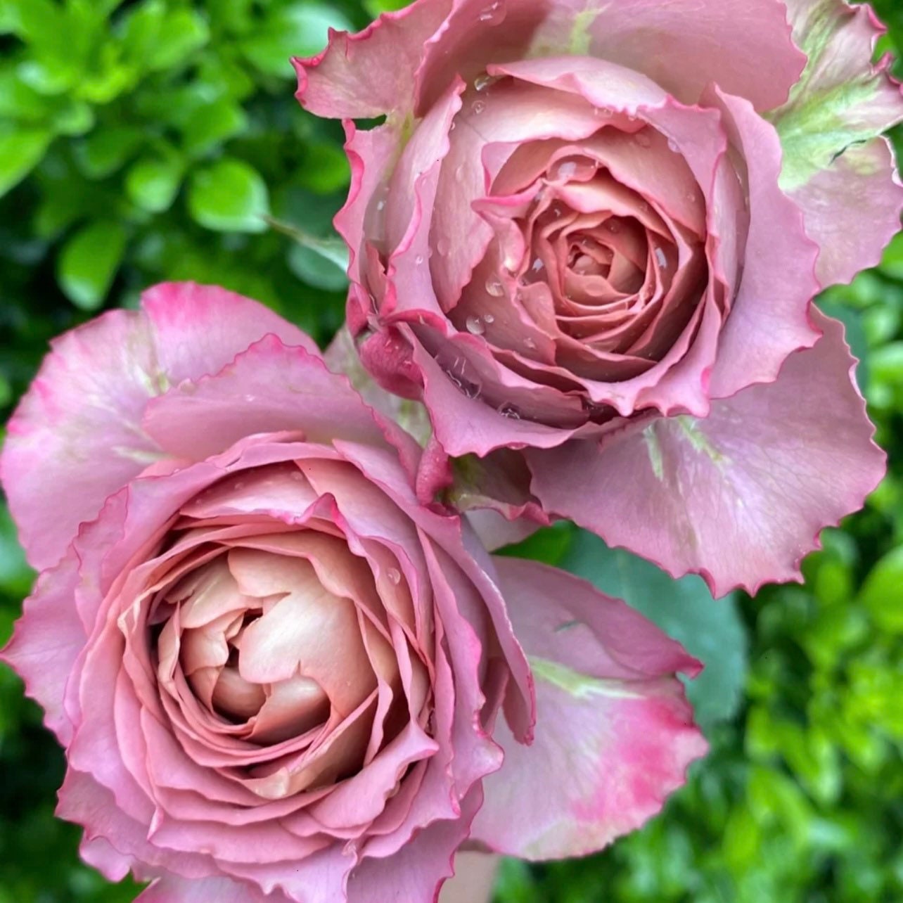 Tenatur Rose - Kate Roses