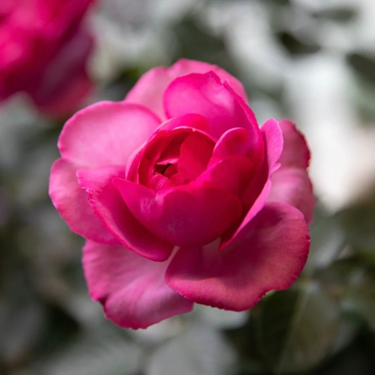 Yves Rosette Rose - Kate Roses