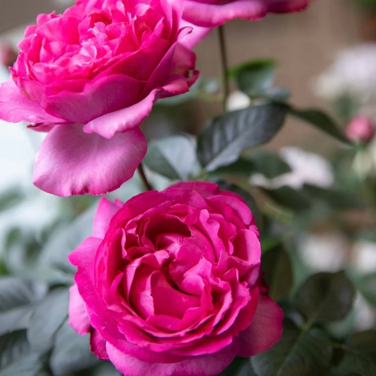 Yves Rosette Rose - Kate Roses