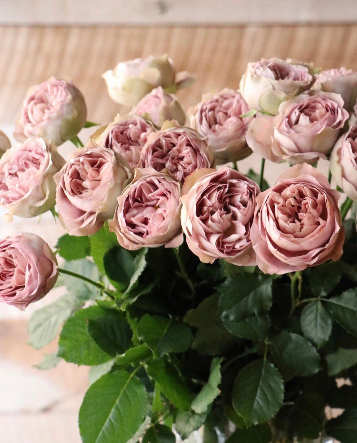 Solfa Rose - Kate Roses