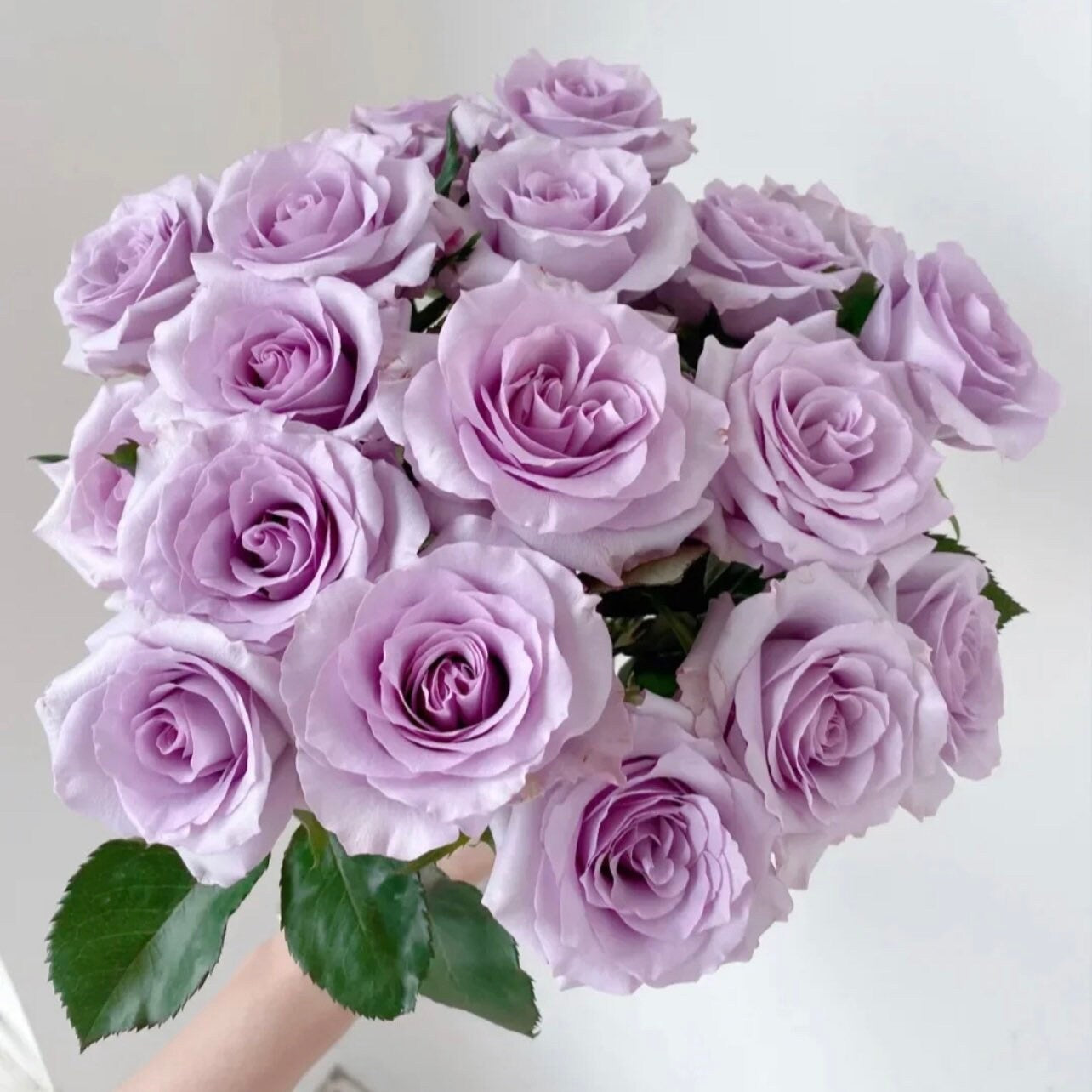 Ocean Song Rose - Kate Roses