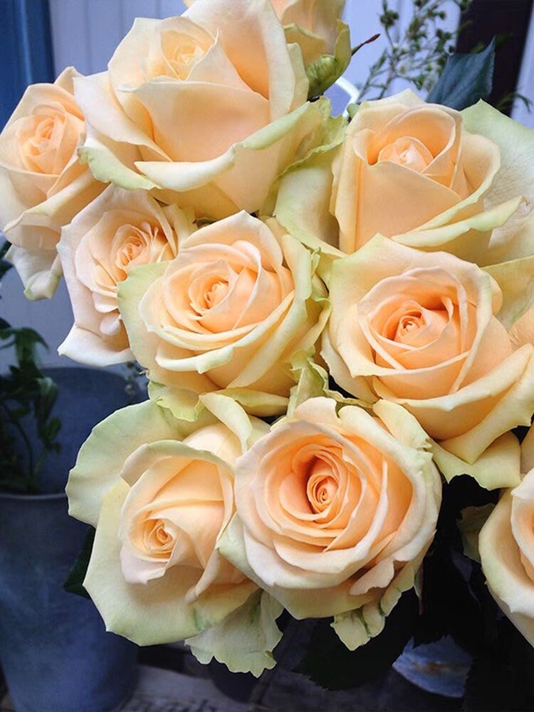 Peach Avalanch Rose - Kate Roses