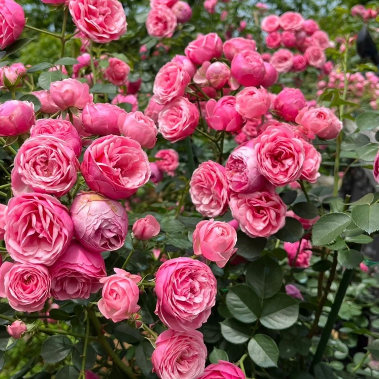 Pomponella climbing rose cascading over a garden arch with abundant deep pink flowers and lush green foliage.