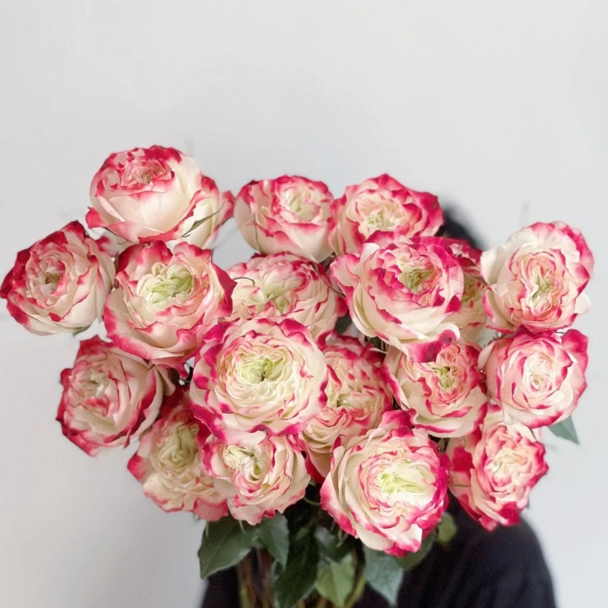 Apple Jack Rose - Kate Roses