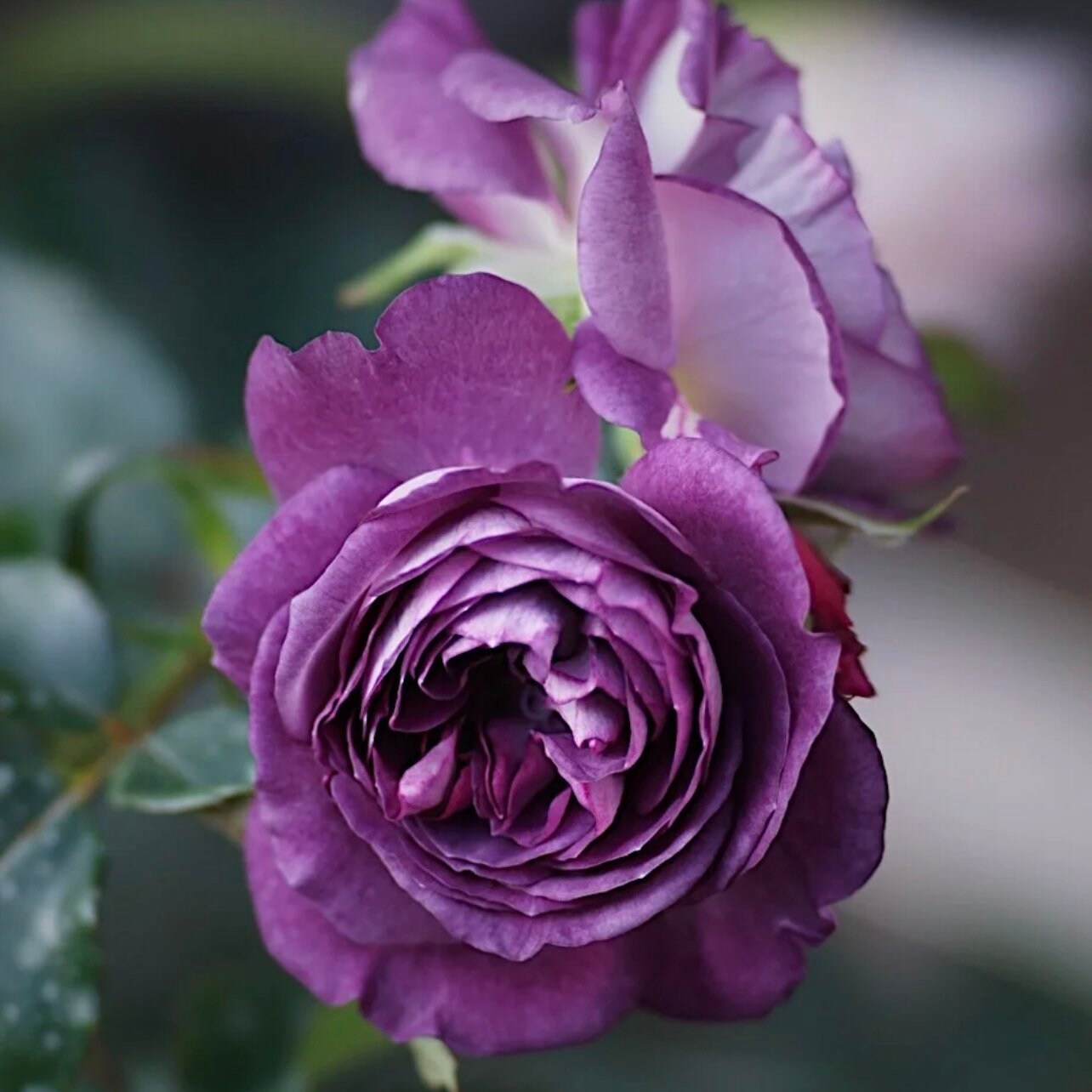 Rinaldo Rose - Kate Roses