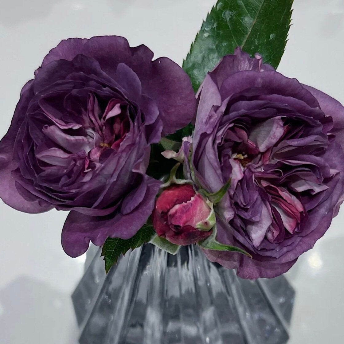 Rinaldo Rose - Kate Roses