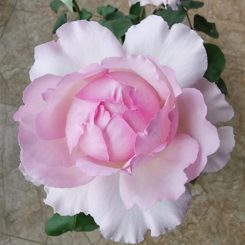 Yves Le Metropole Rose - Kate Roses