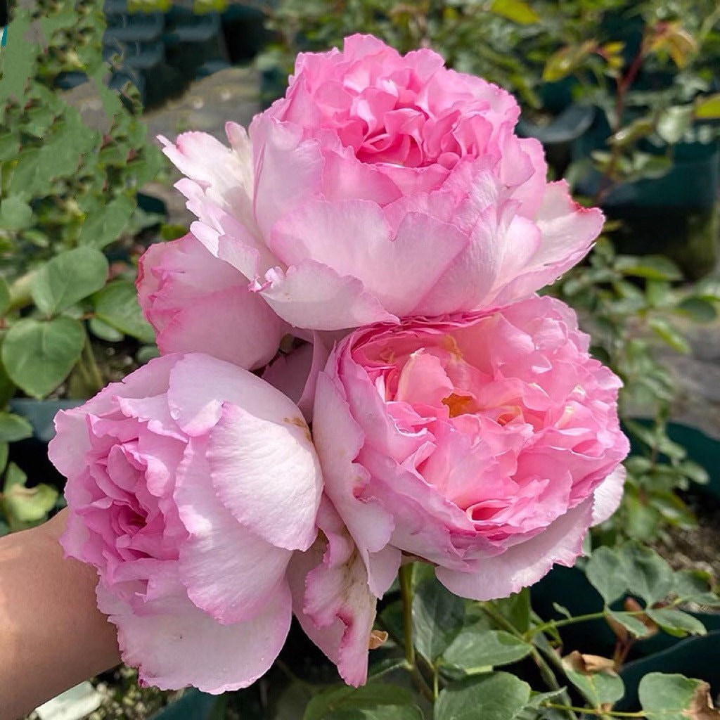 Yves Le Metropole Rose - Kate Roses