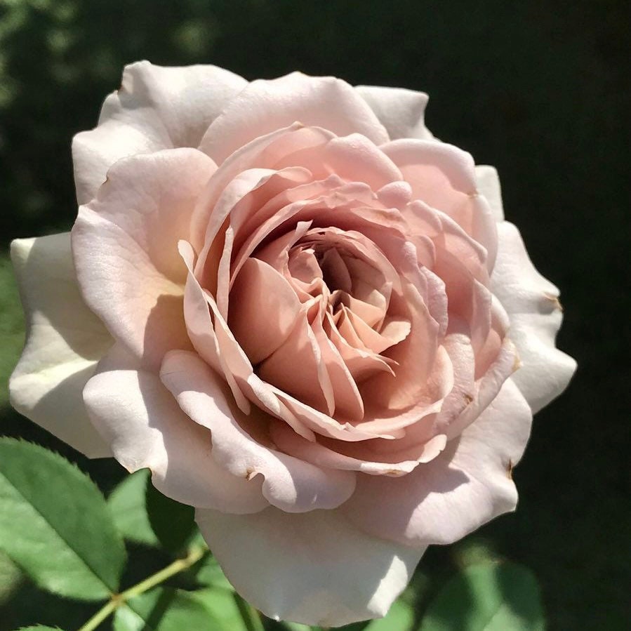 Charity Towa Rose - Kate Roses