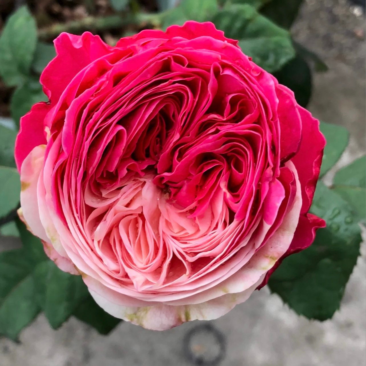 Tamaki Rose - Kate Roses