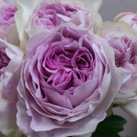 Yves Sion Rose - Kate Roses