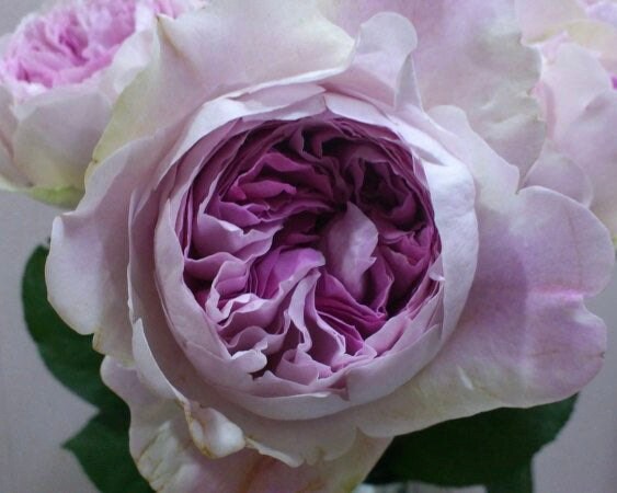 Yves Sion Rose - Kate Roses