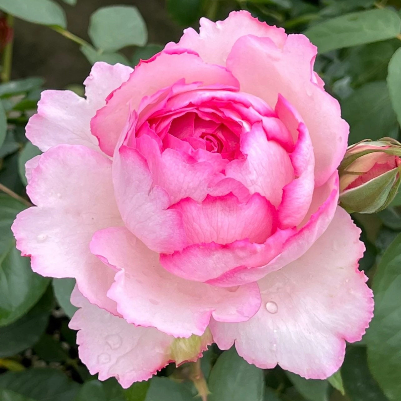 Yves No.1 Rose - Kate Roses