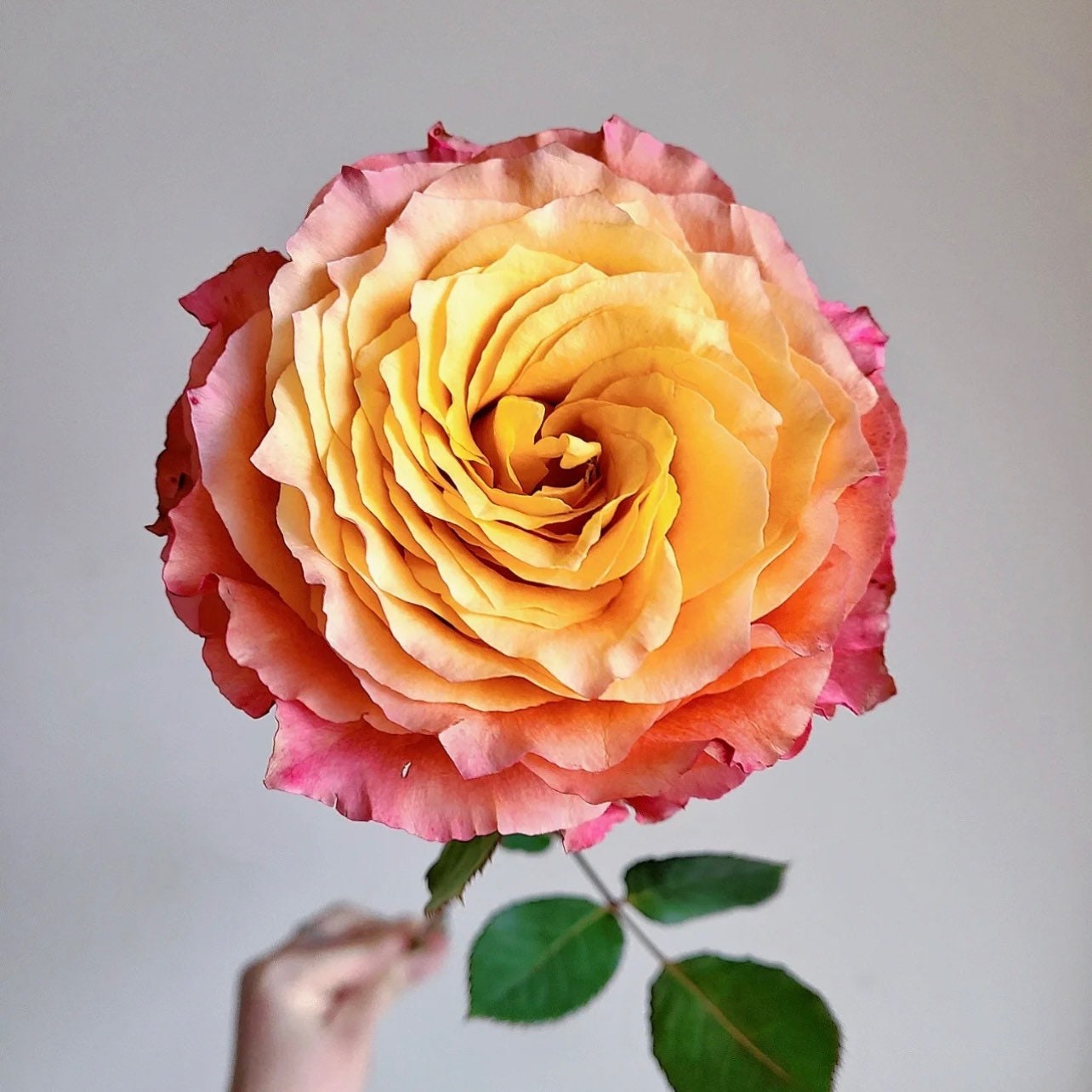 Close-up of Free Spirit rose bloom showing layered orange and coral petals with peach undertones, lively and fragrant cut rose.