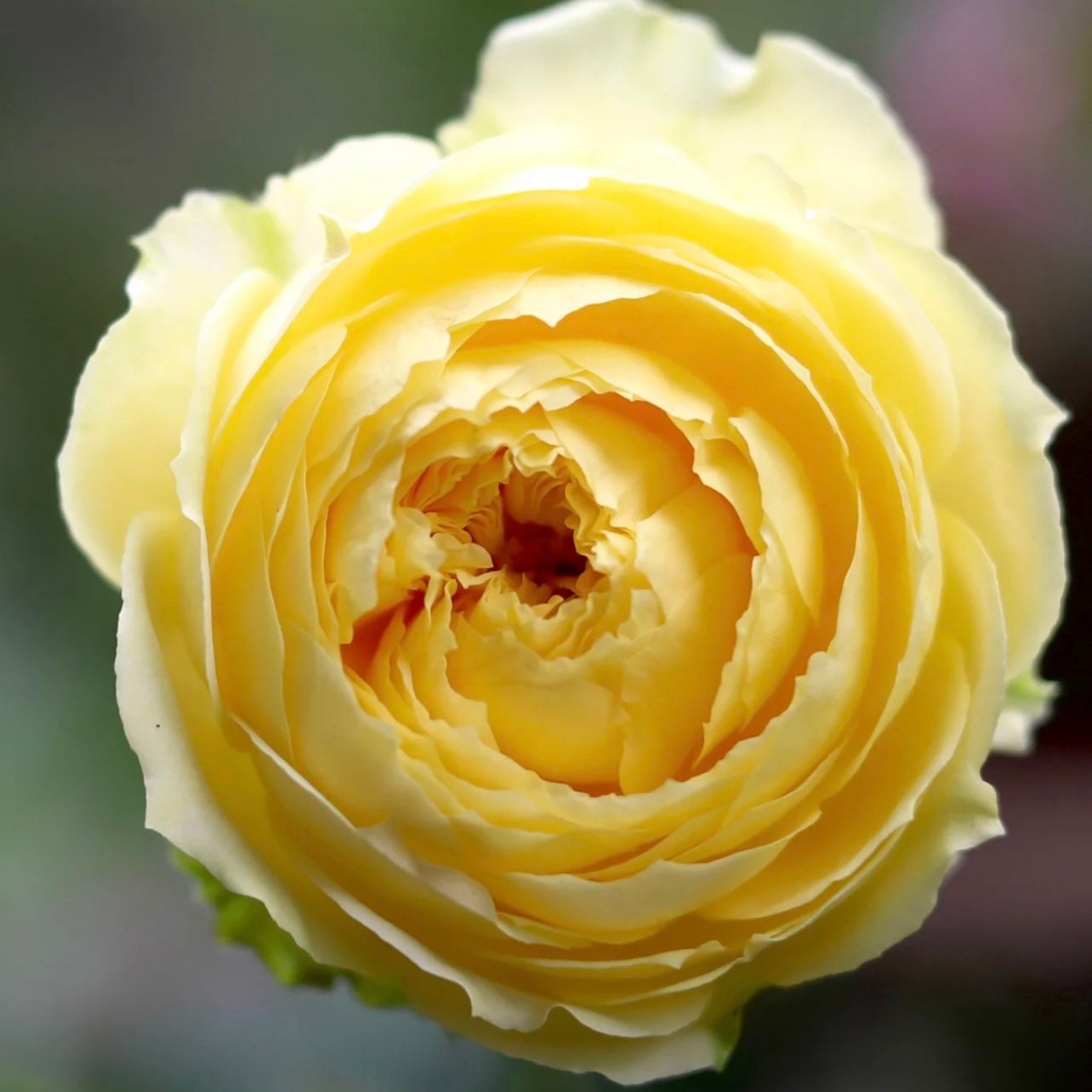 Catalina Rose - Kate Roses