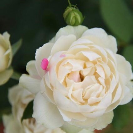 White Peach Strawberry Parfait Rose - Kate Roses