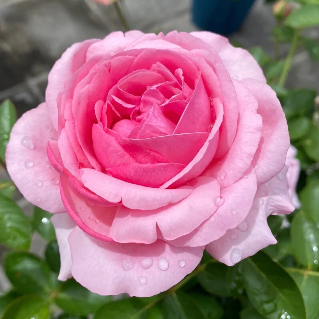 Yves Kanon Rose - Kate Roses