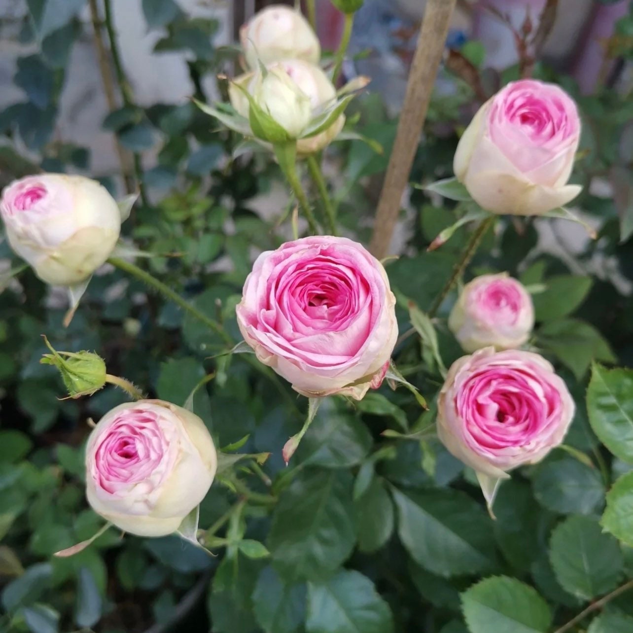 Ice Cream Rose - Kate Roses