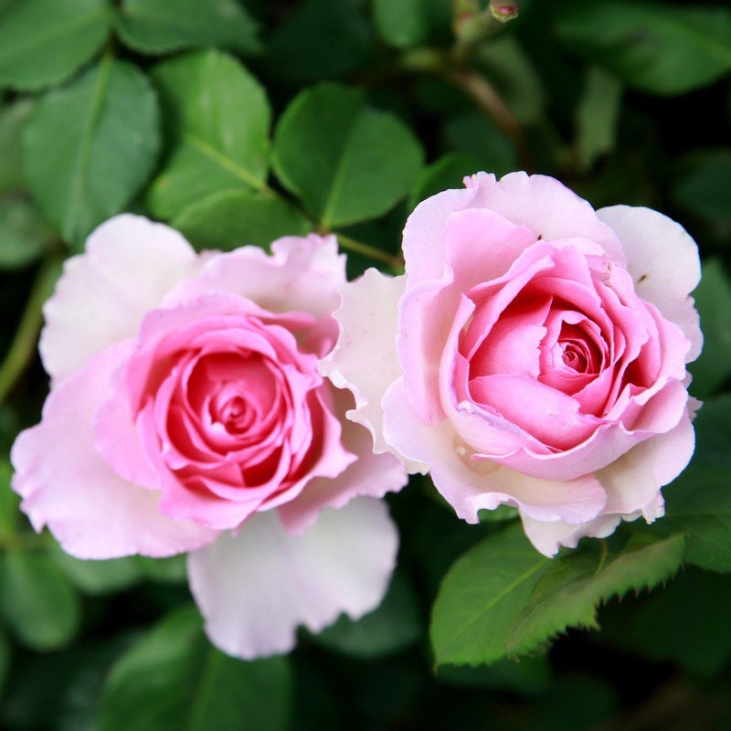 Luo Yi Rose - Kate Roses