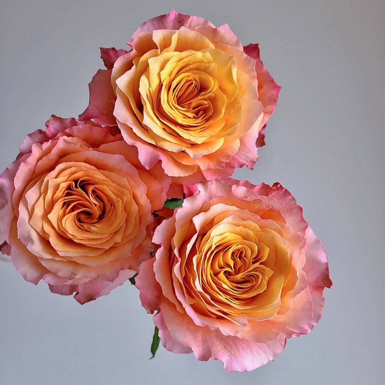 Free Spirit rose with vibrant orange and apricot petals, large ruffled blooms and soft pink edges, potted rose from Kate Roses.