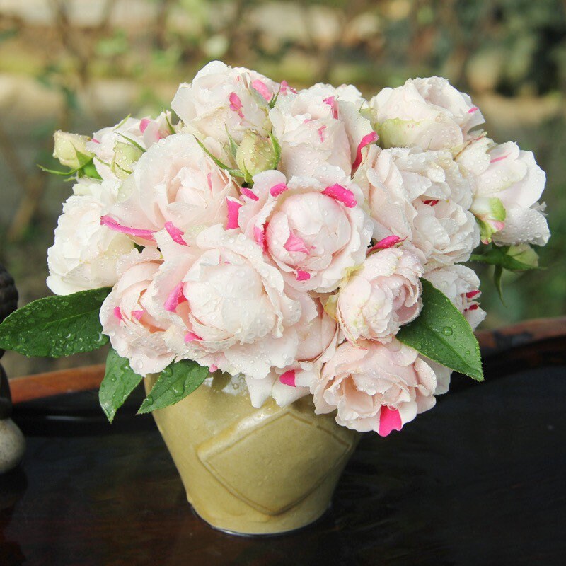 White Peach Strawberry Parfait Rose - Kate Roses