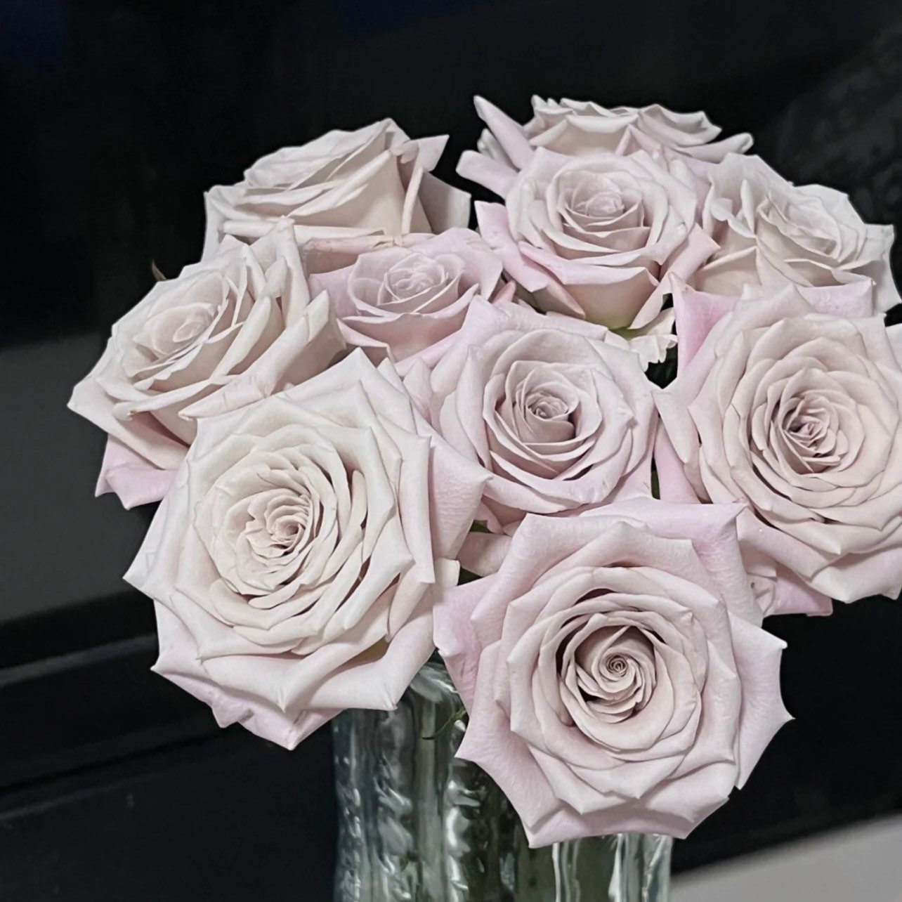 Menta Rose - Kate Roses