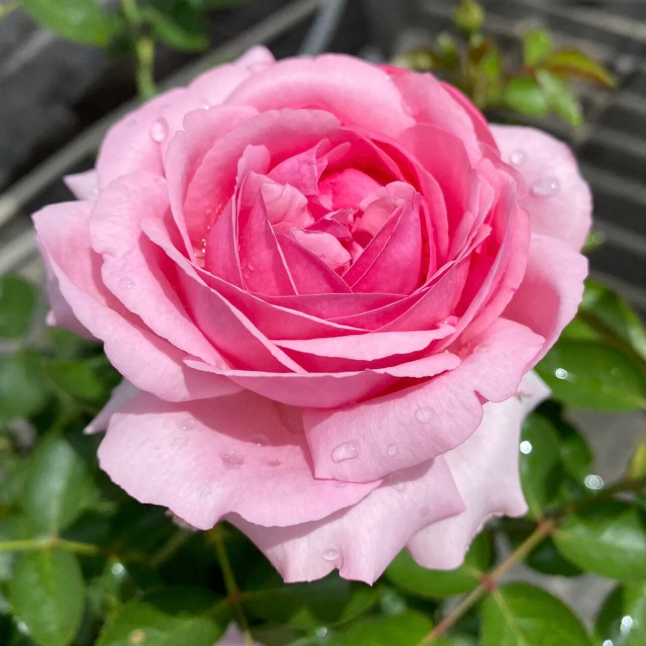 Yves Kanon Rose - Kate Roses