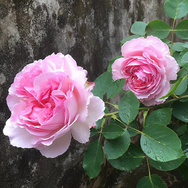 Yves Kanon Rose - Kate Roses