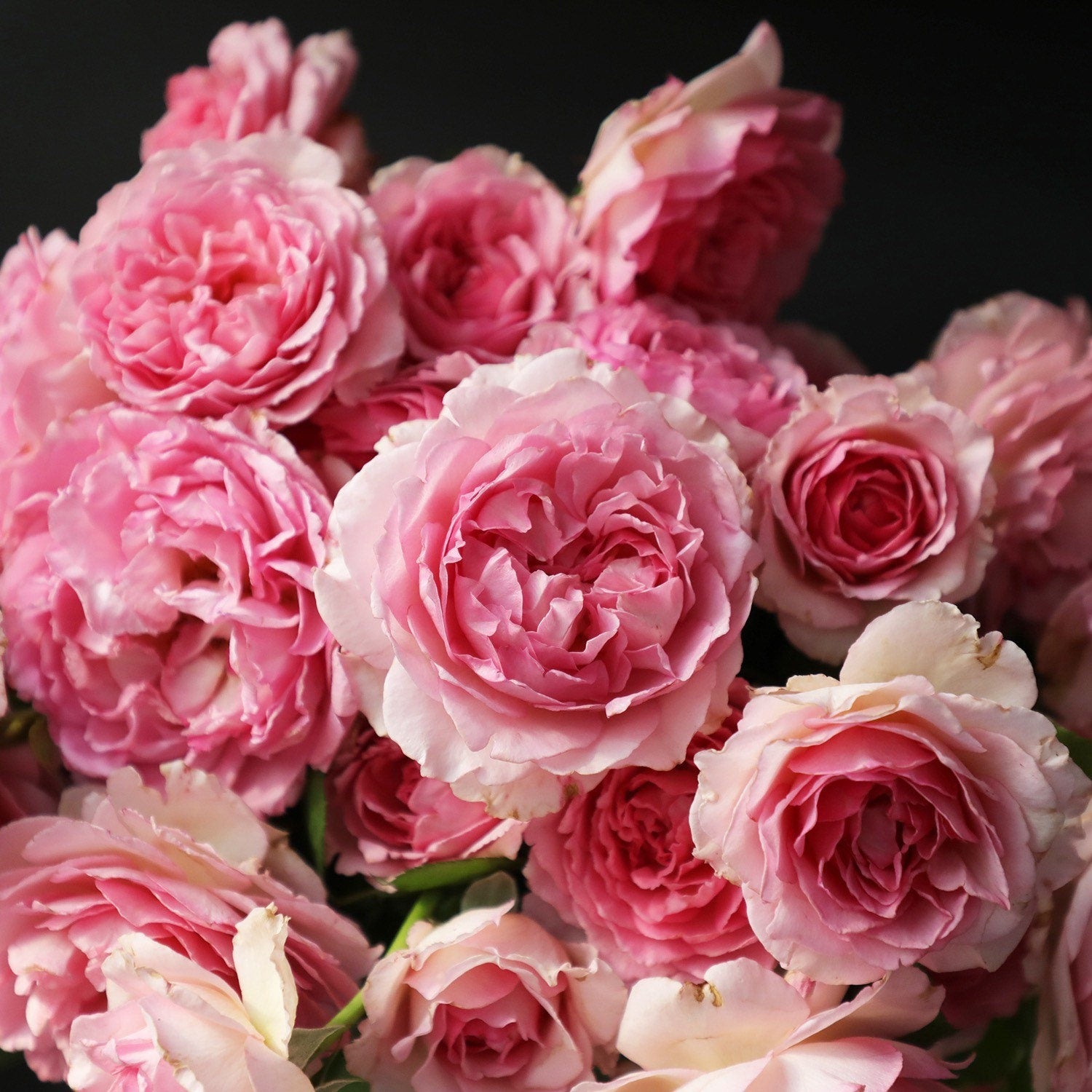 Luo Yi Rose - Kate Roses