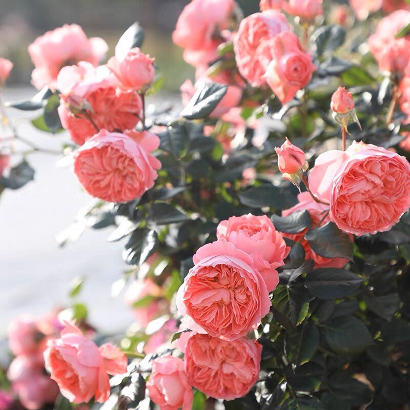 Xia Ri Hua Huo Rose - Kate Roses