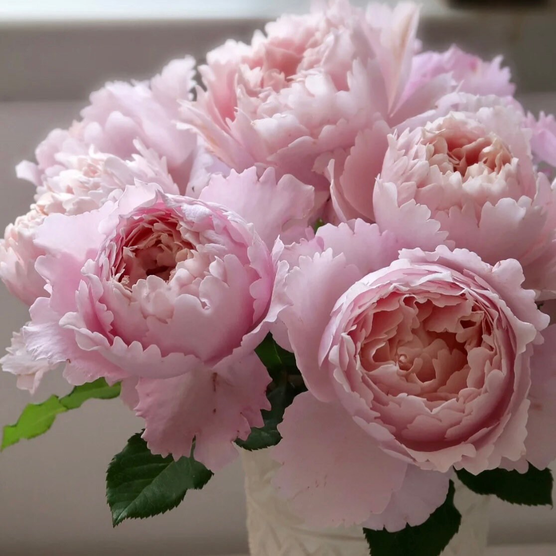 Cluster of Sophie Rochas roses in full bloom, soft pink flowers with rich scent and lush green leaves, perfect for cut gardens.