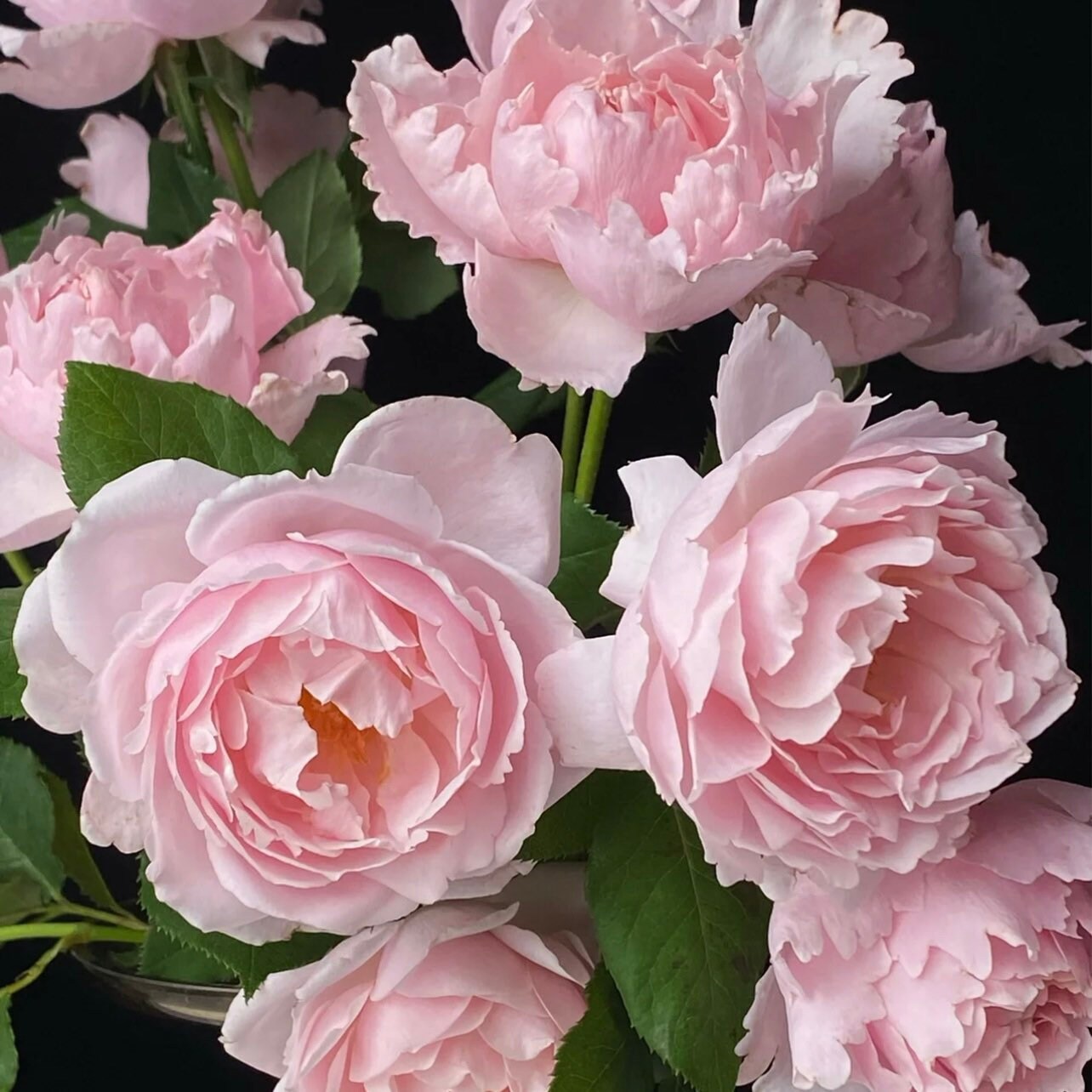Sophie Rochas hybrid tea rose with soft pink peony-shaped blooms and glossy green foliage, elegant rose from Kate Roses.