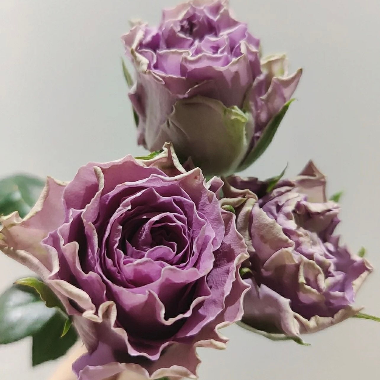 Route 42 Rose - Kate Roses