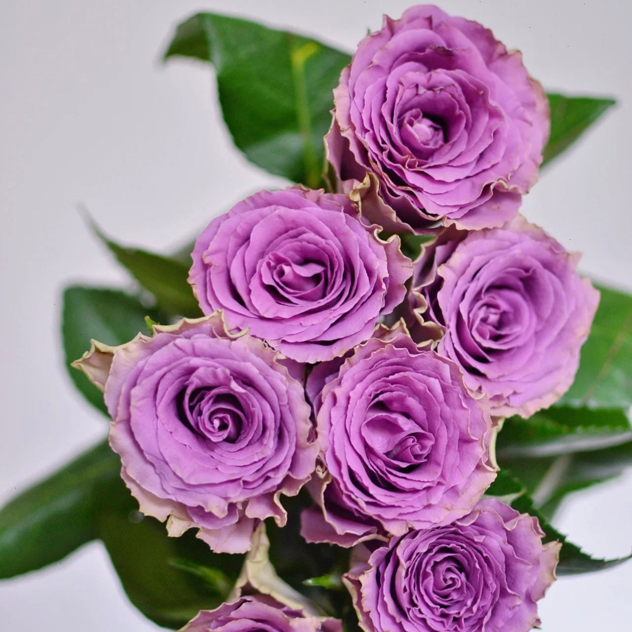 Route 42 Rose - Kate Roses