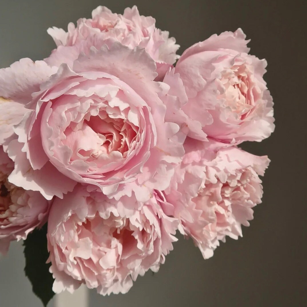 Close-up of Sophie Rochas rose bloom showing layered pastel pink petals and full peony-like form with strong fragrance.