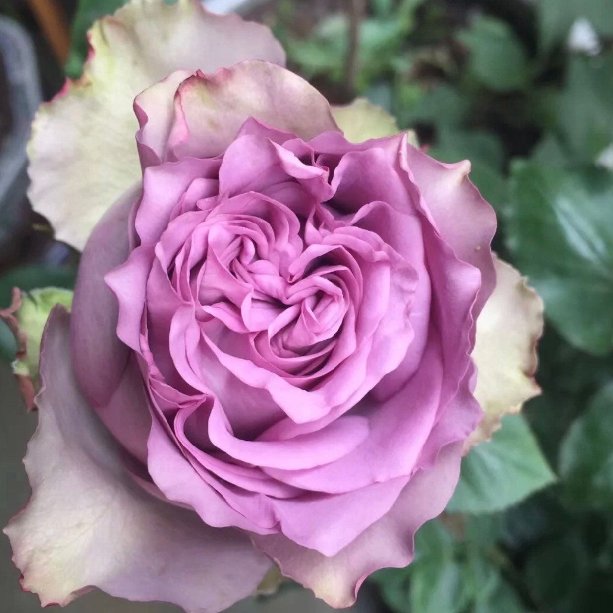 Blue Millfeuille Rose - Kate Roses