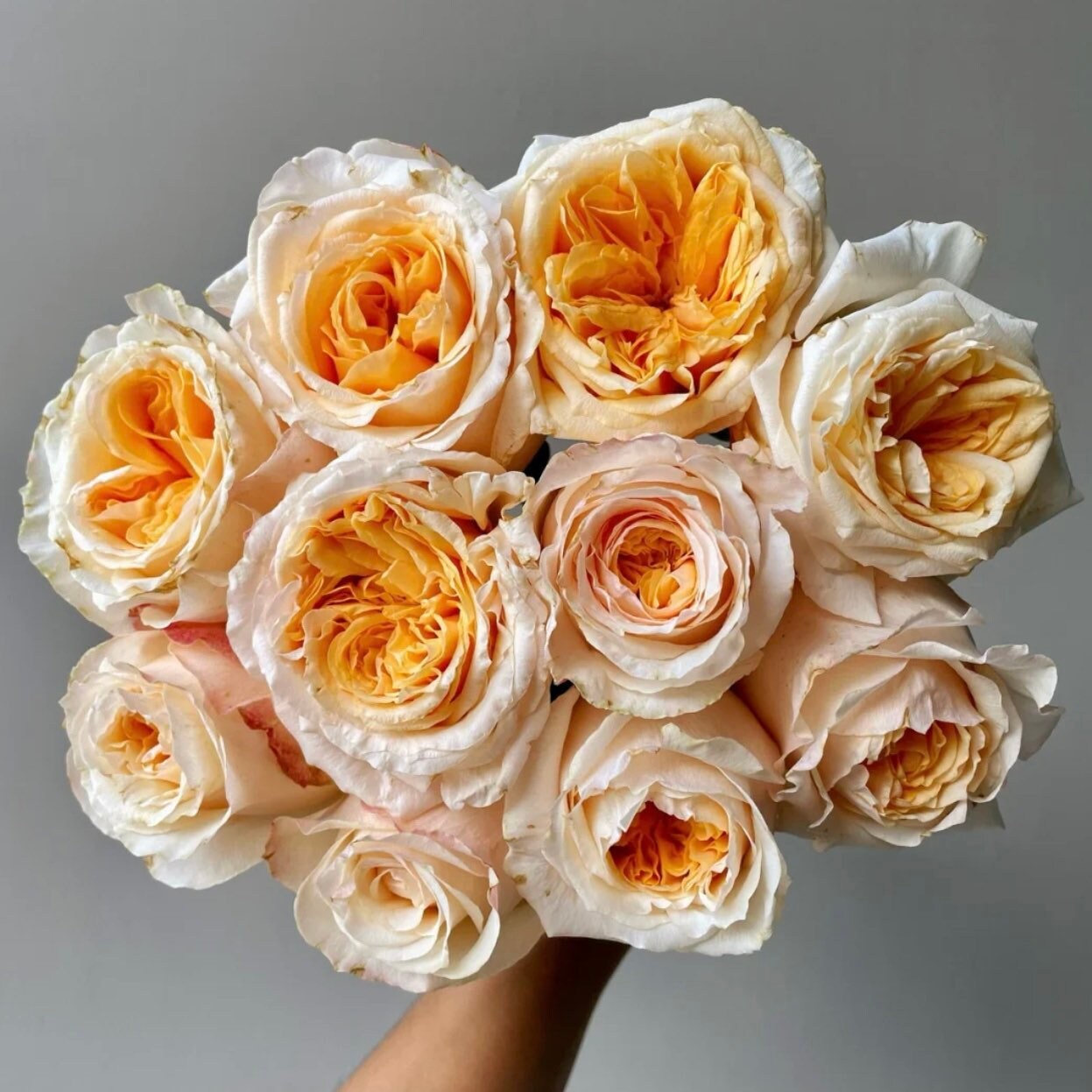 Victorian Peach Rose - Kate Roses