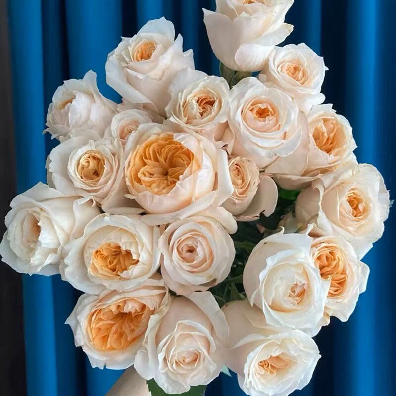 Victorian Peach Rose - Kate Roses
