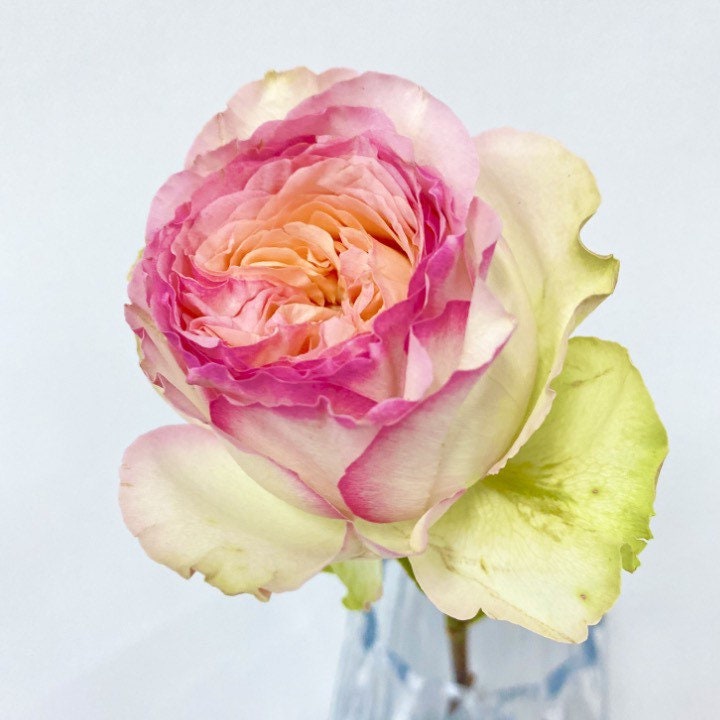 Princess Butterfly Rose - Kate Roses