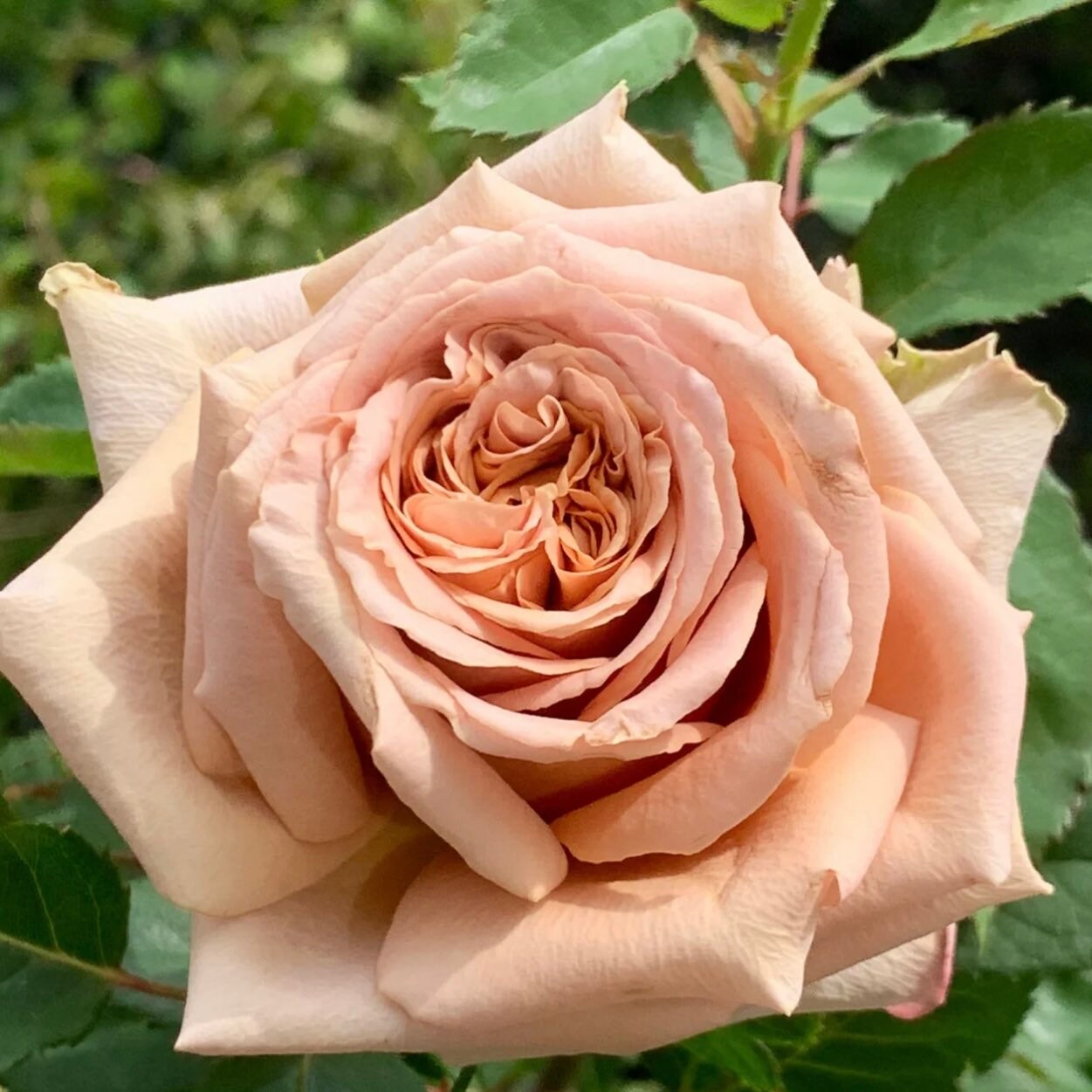 Close-up of Brown Toffee rose bloom showing layered taupe petals with caramel and mocha tones, velvety texture, and refined form.