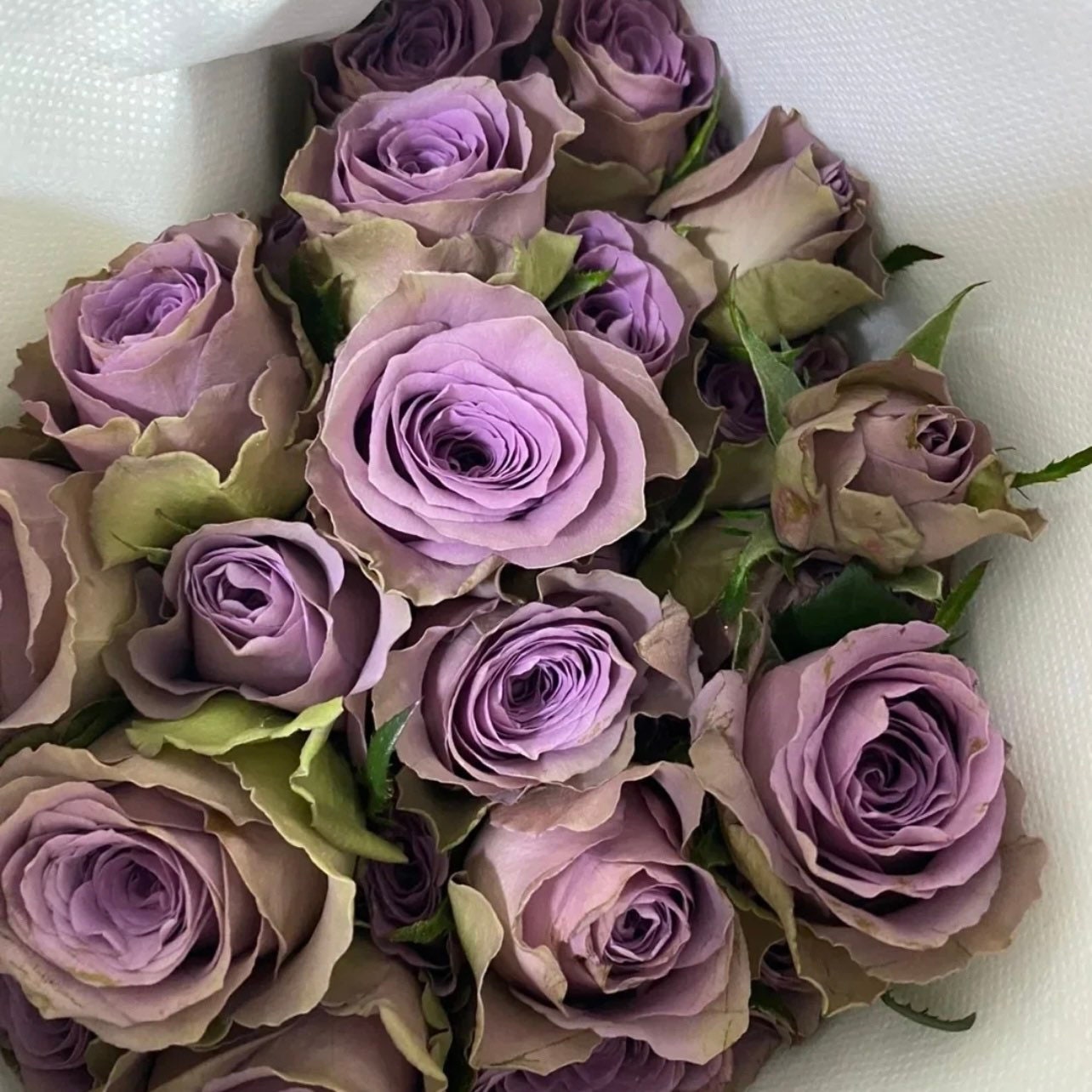 Tiara – Lavender Hybrid Tea Rose | Kate Roses