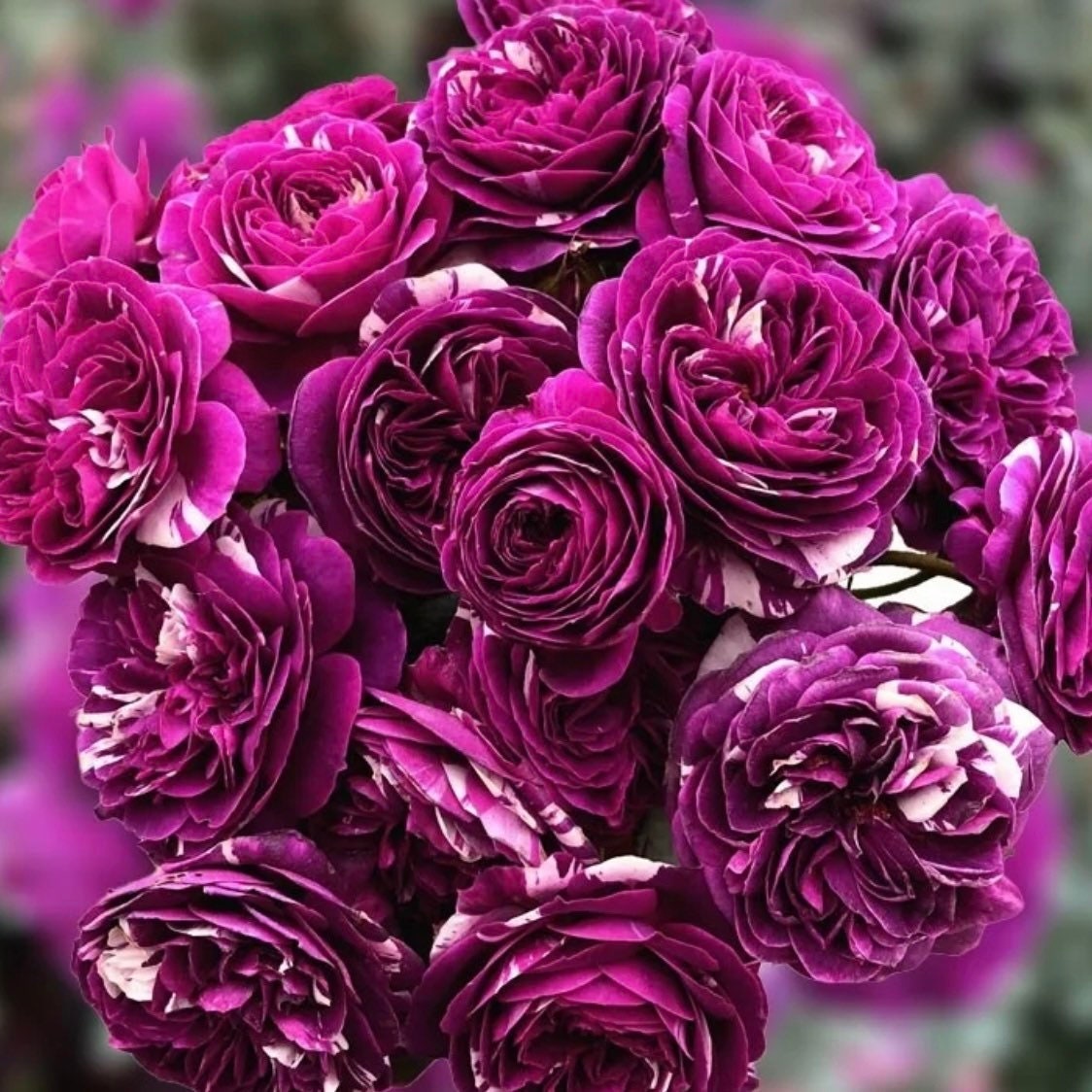 Scented Jewel Rose - Kate Roses