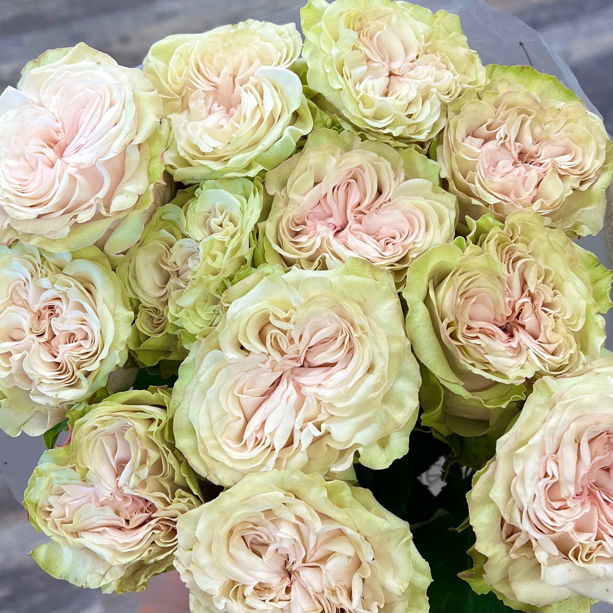 Liu Li Cui Rose - Kate Roses