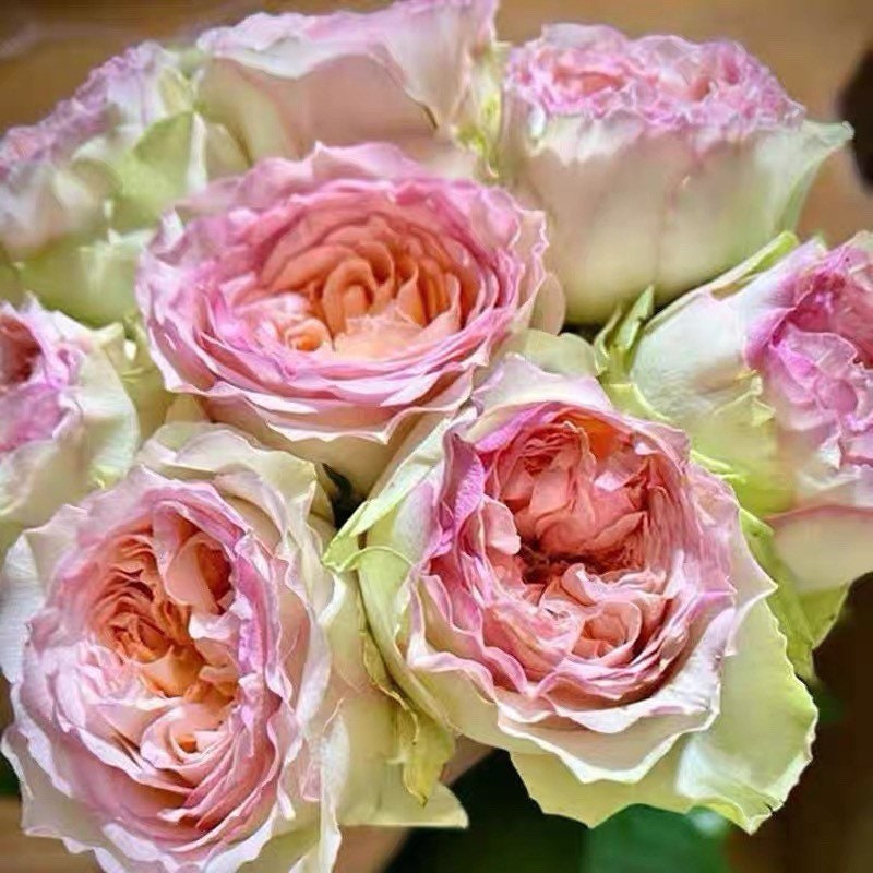 Princess Butterfly Rose - Kate Roses