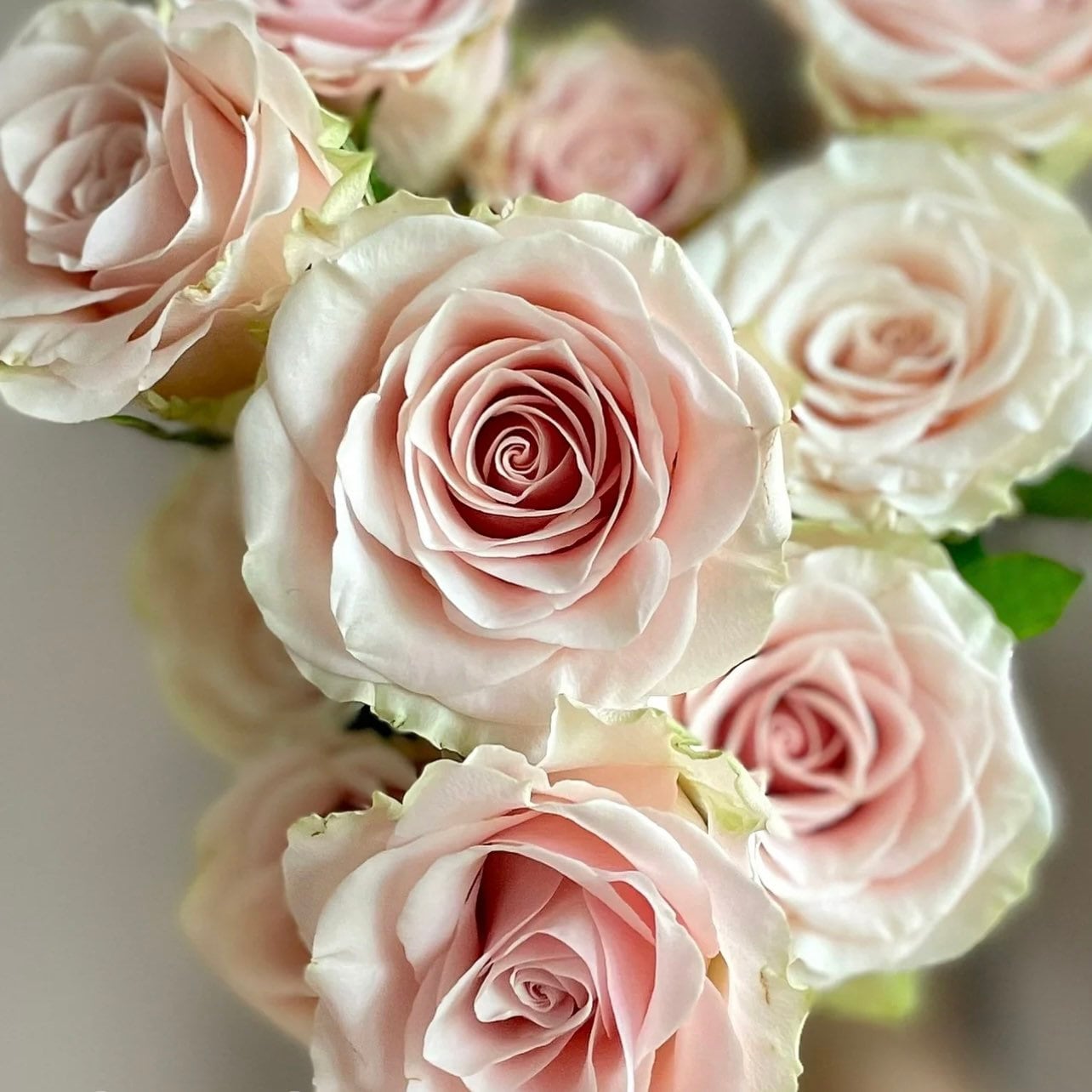 Pompeii Rose - Kate Roses