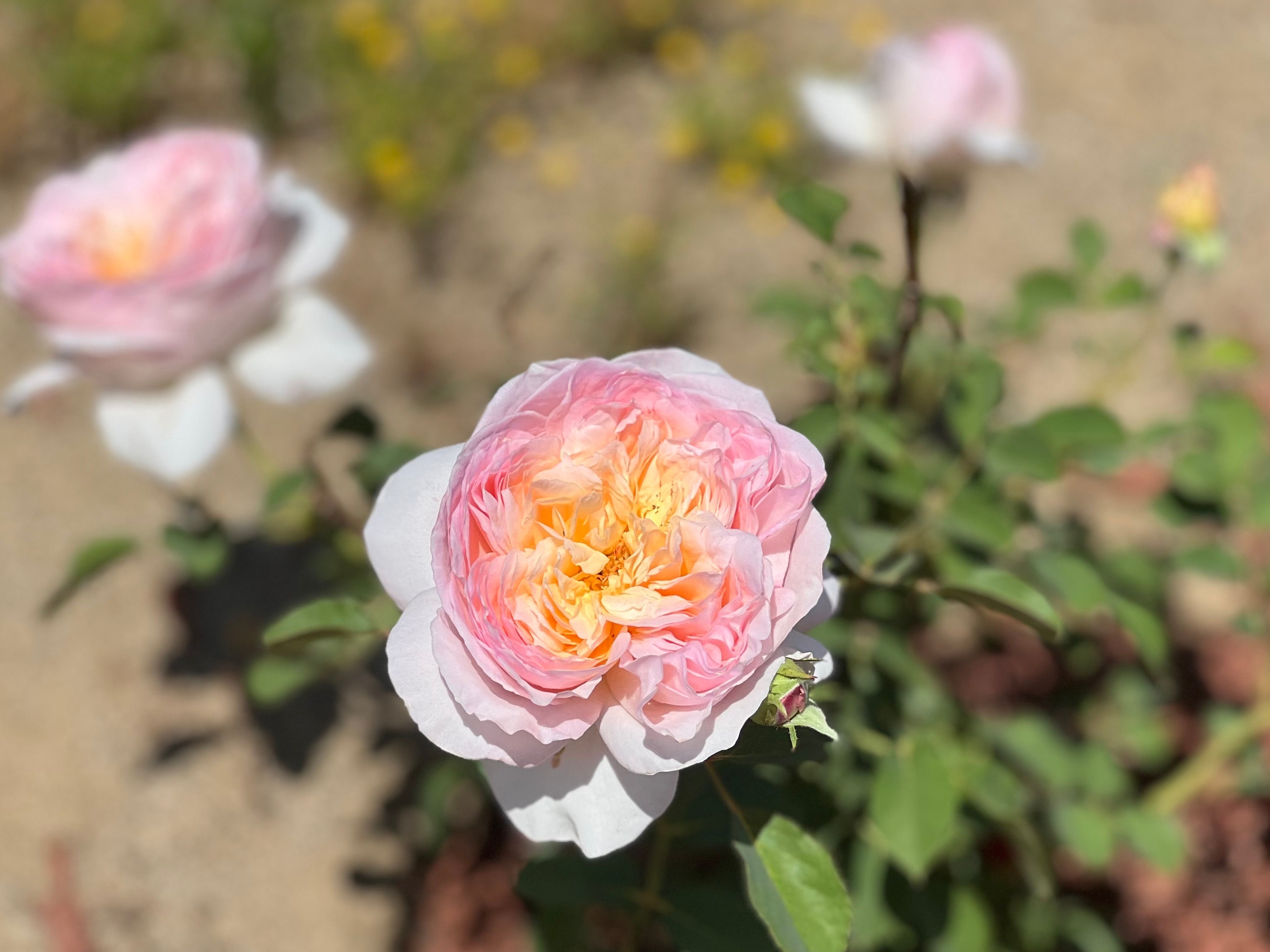 Summer Rose Care Guide
