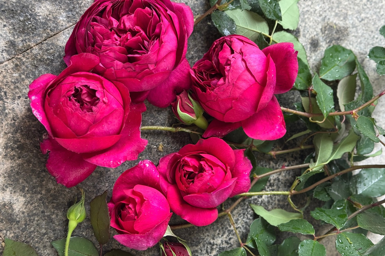Autumn Roses — The Perfect Season to Plant Beauty That Lasts