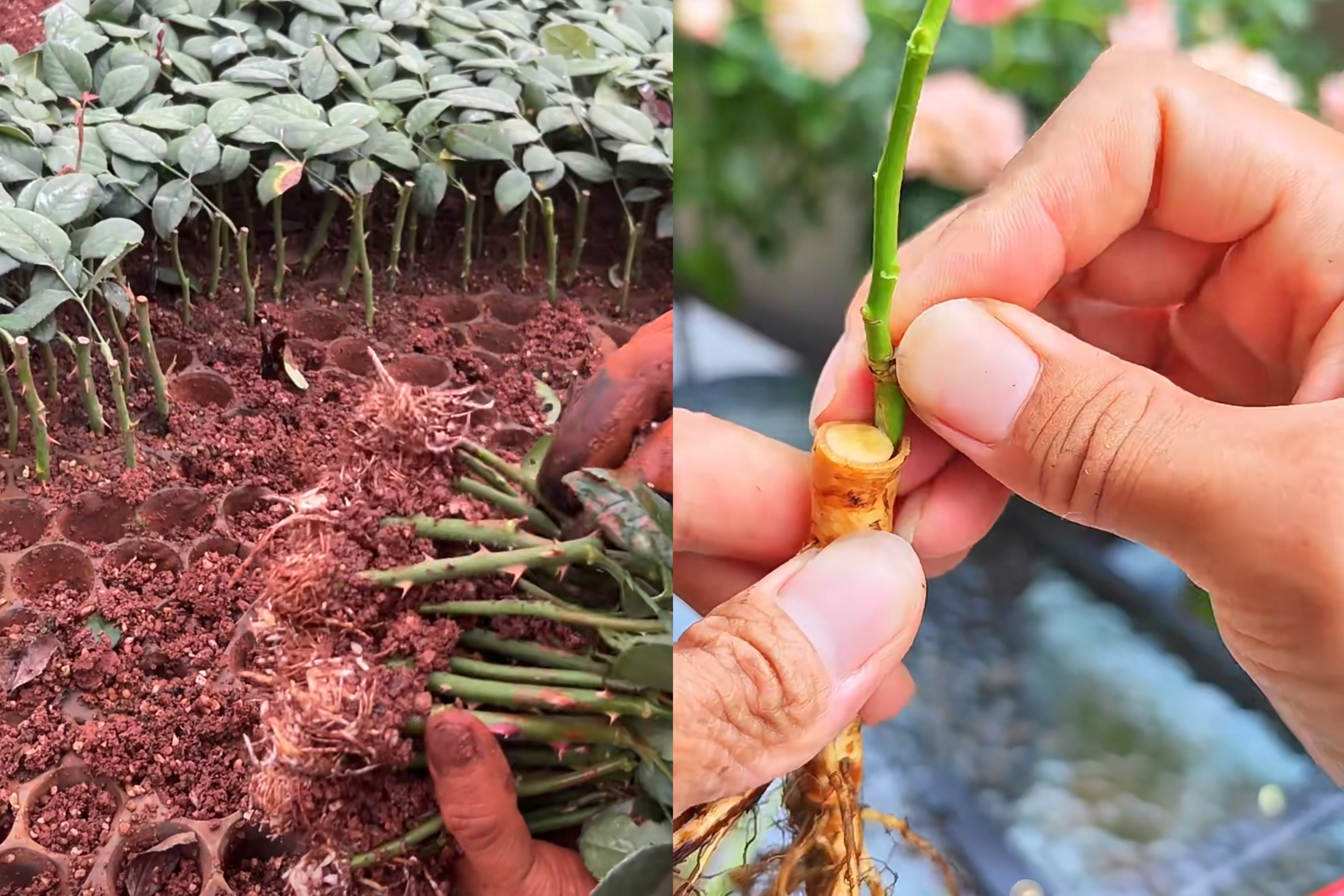 Own-Root vs Grafted Roses