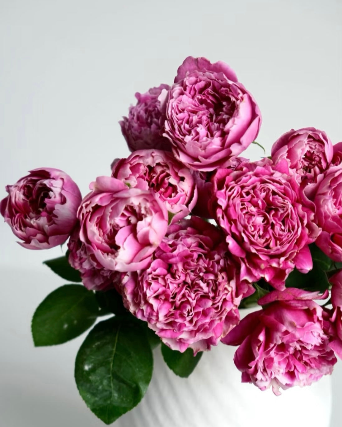 Zi Wu Ning Shuang Rose